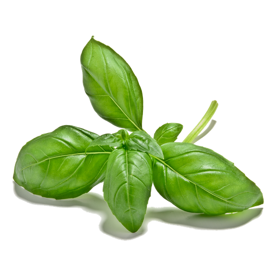 Basil Leaves Organic