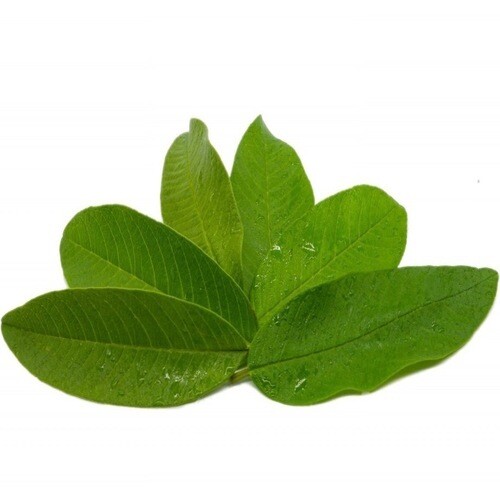 Sour Sop Leaf