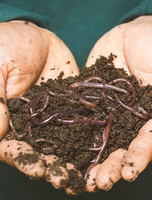 LARGE Red Wiggler/Compost Mix (approx. 3000 worms) Orders ship on Monday. Worms do best in continuous air flow systems like the 