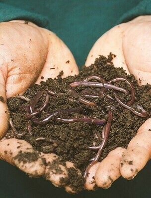SMALL Red Wiggler/Compost Mix
(approx. 1000 worms) Orders ship on Mondays. Worms do best in continuous air flow systems like the 