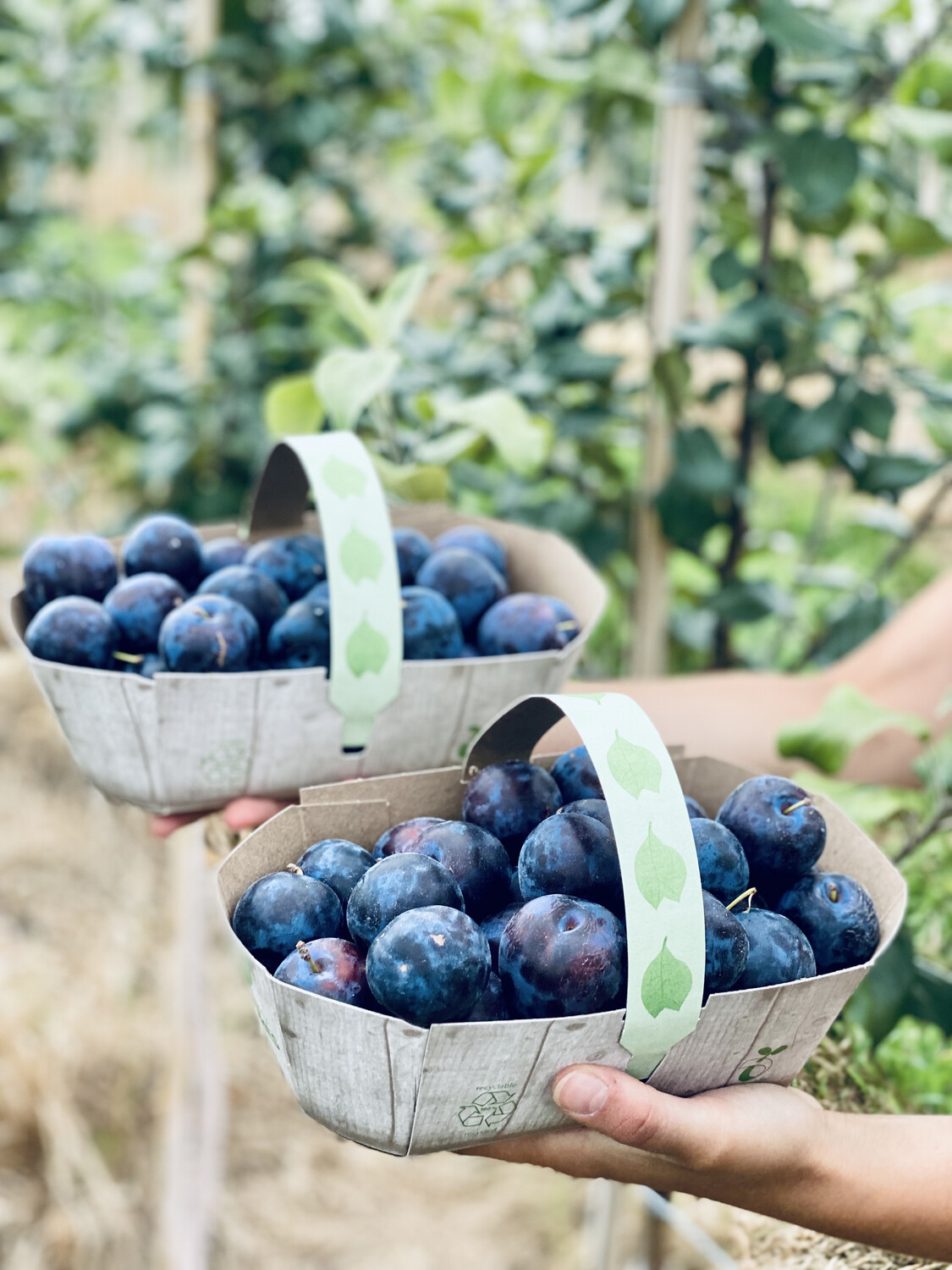 PROMO 2 POUR 1 panier 2 Litre Prune