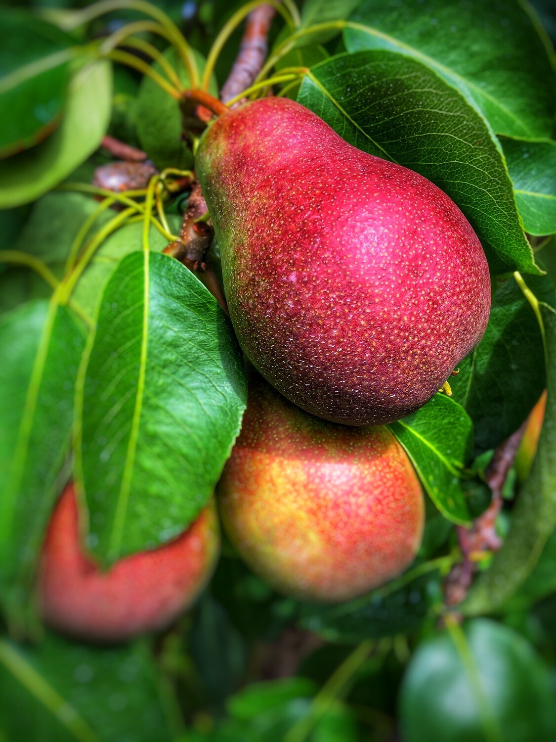 20lb Poire Beauté Flamande