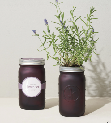 Modern Sprout: Lavender Garden Jar