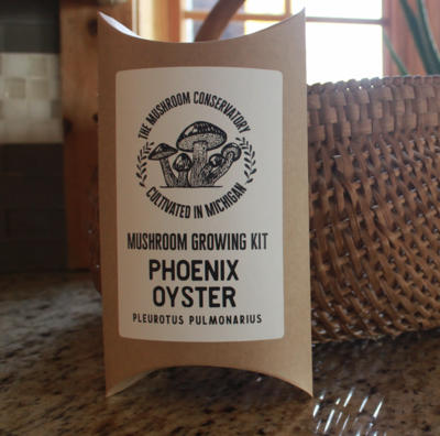 The Mushroom Conservatory: Phoenix Oyster Gourmet Mushroom Growing Kit