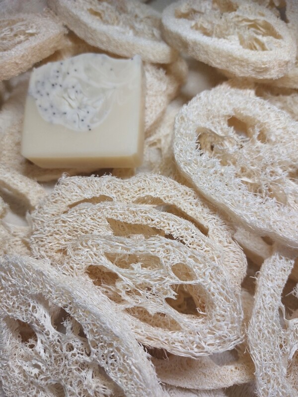 Luffa - gebleicht