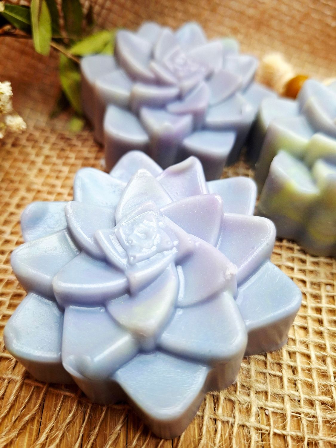 Sukkulente  - Blumenwiese