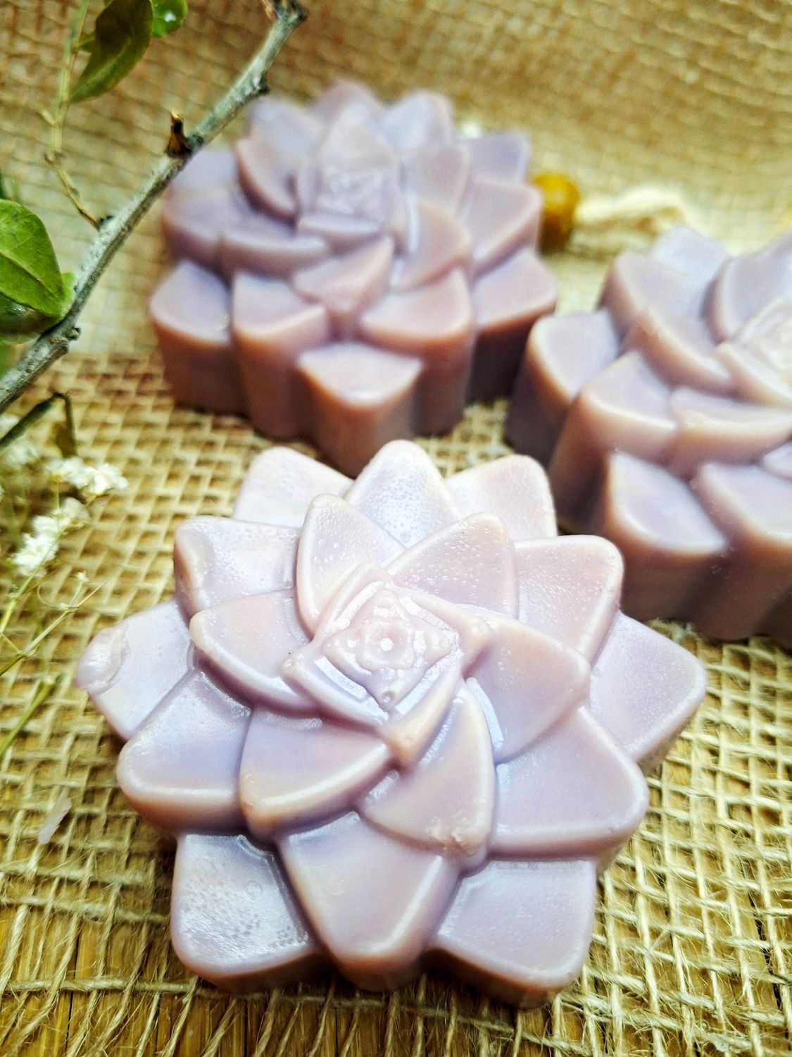 Sukkulente  - Kirschblüte