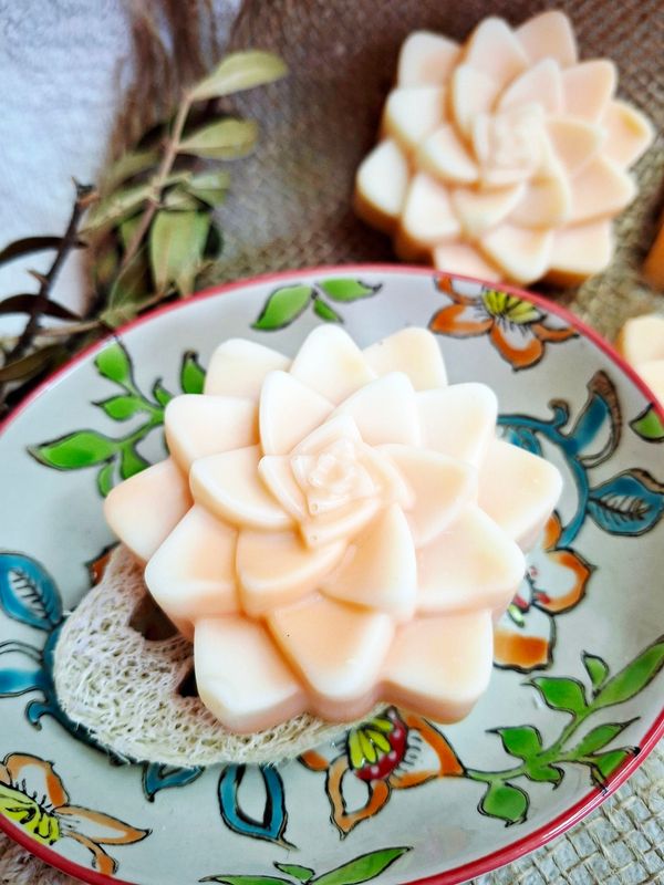 Sukkulente  - Aprikose