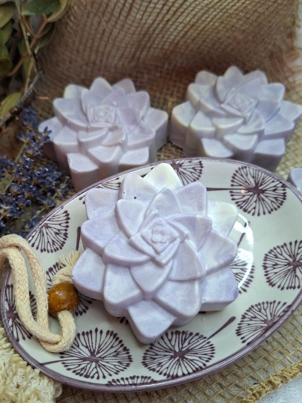 Sukkulente - Lavendel