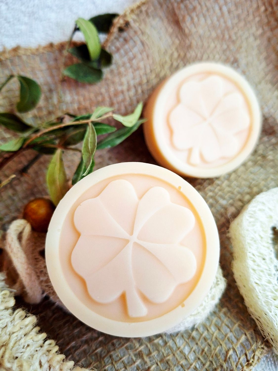 Glücksklee - Aprikose