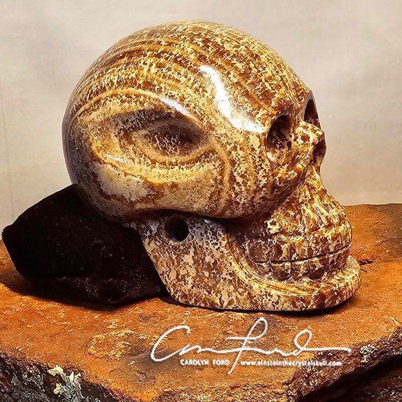 BABY EINSTEIN ~ Brown Aragonite Skull, Einstein Imprinted, "SOUL"