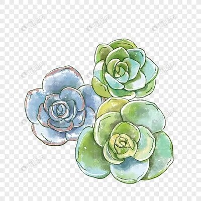 7.5cm Succulents