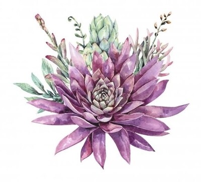 12cm Succulents