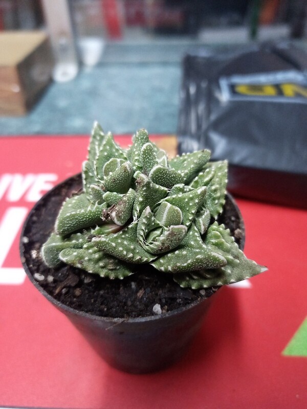 Tiger jaws