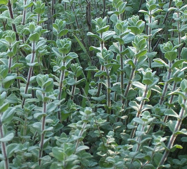 Oregano Transplant, Zaatar Variety