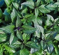 Basil Transplant, Cinnamon Variety