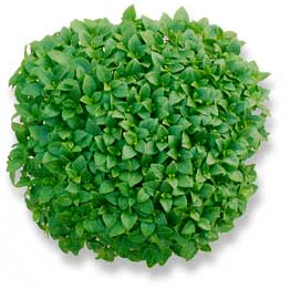 Basil Transplant, Greek Variety