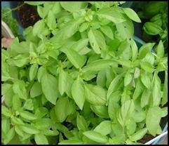 Basil Transplant, Lemon Variety