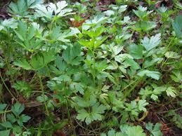 Parsley Transplant, Italian Flat Leaf Variety