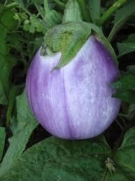 Eggplant Transplant, Rosa Bianca Variety