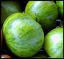 Tomato Transplant, Green Zebra Variety
