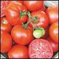 Tomato Transplant, Earliana Variety