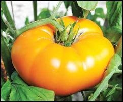 Tomato Transplant, Yellow Brandywine Variety