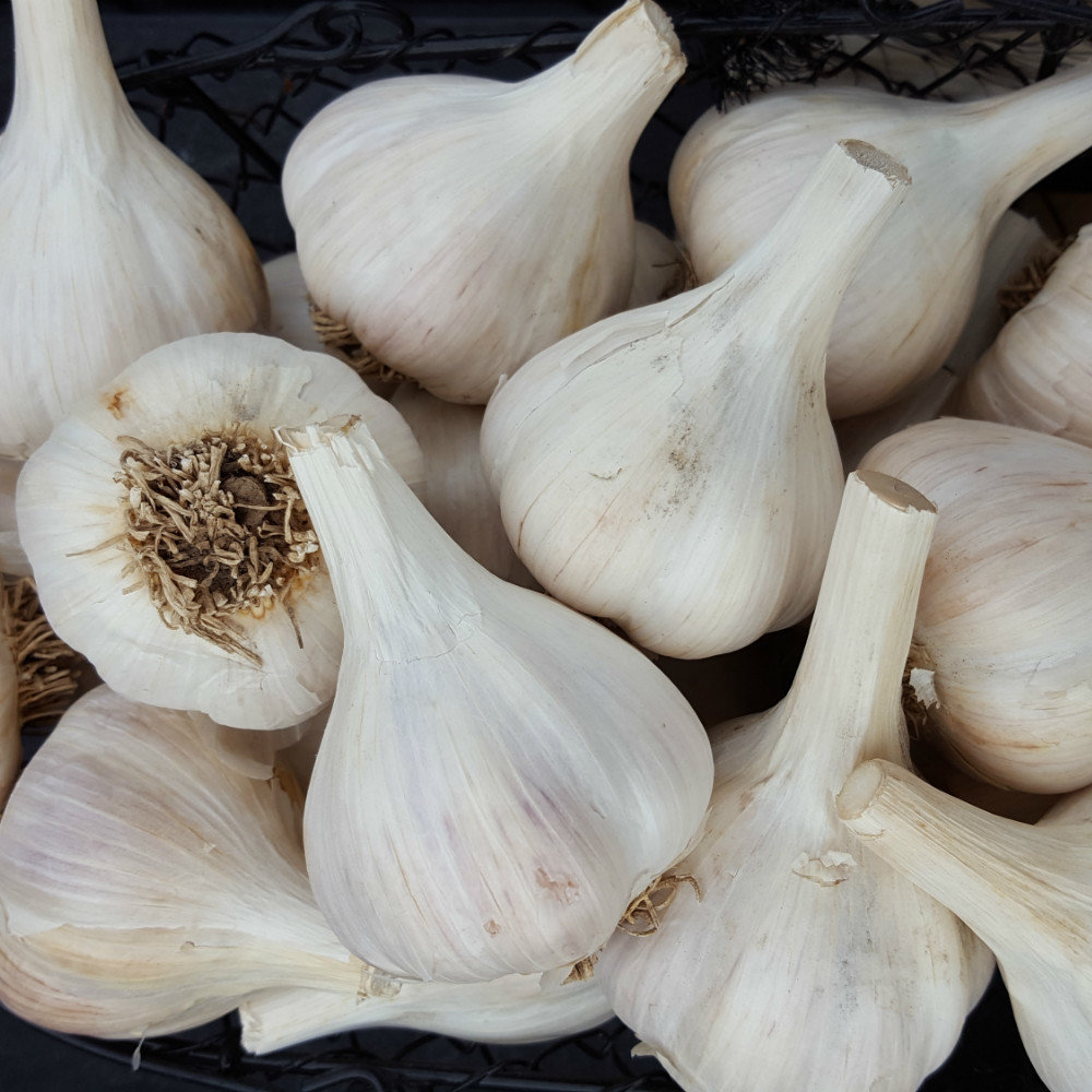 German Extra Hardy Garlic (per pound)