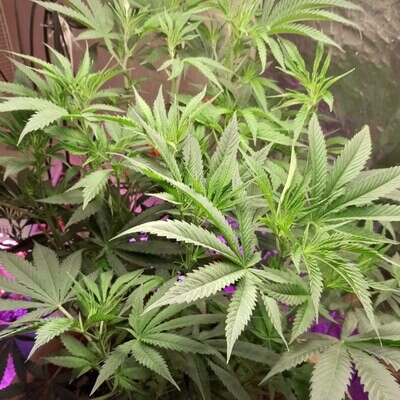 20 Seed Photoperiod Variety pack of cannibis seeds.