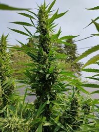 20 seed photoperiod variety pack