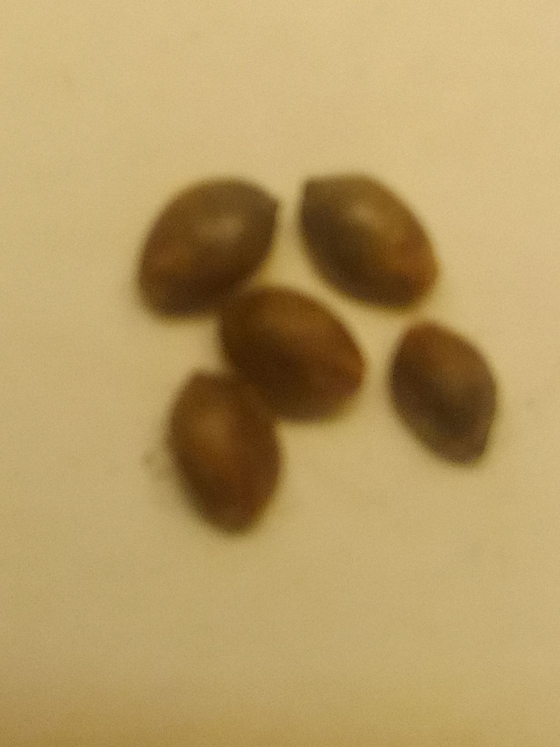 Mango hash plant Autoflower seeds 5