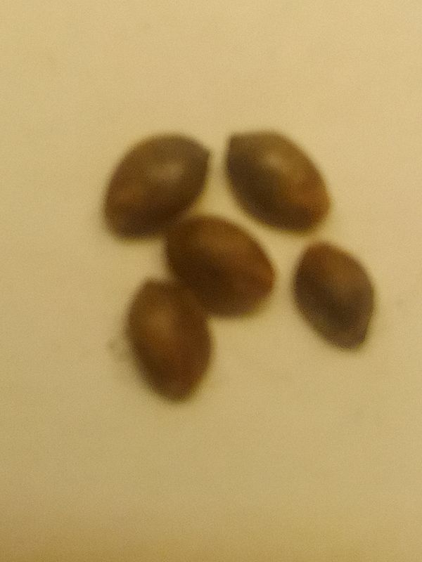 Mango hash plant Autoflower seeds 5