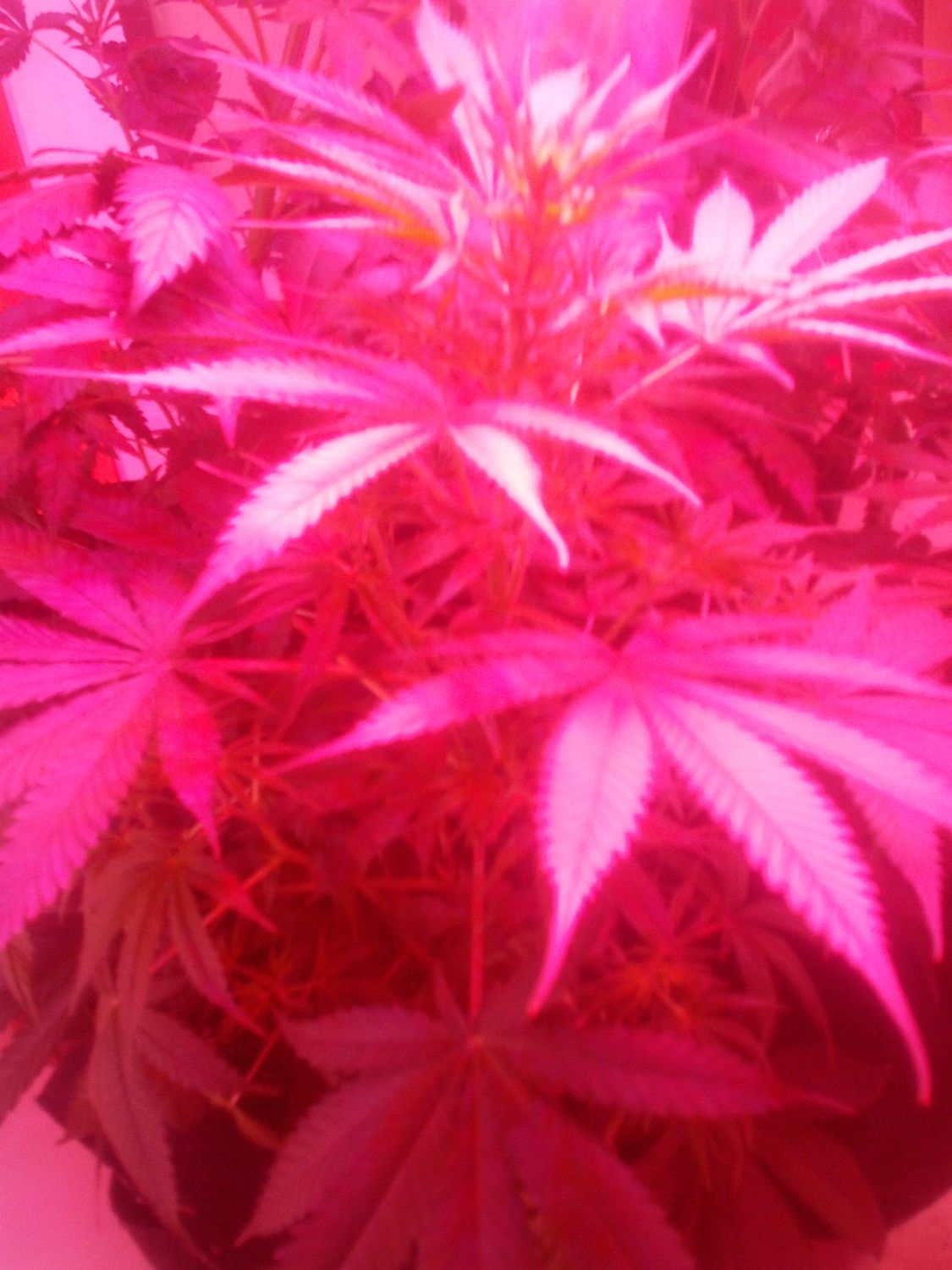 Autoflower variety pack 6 seeds