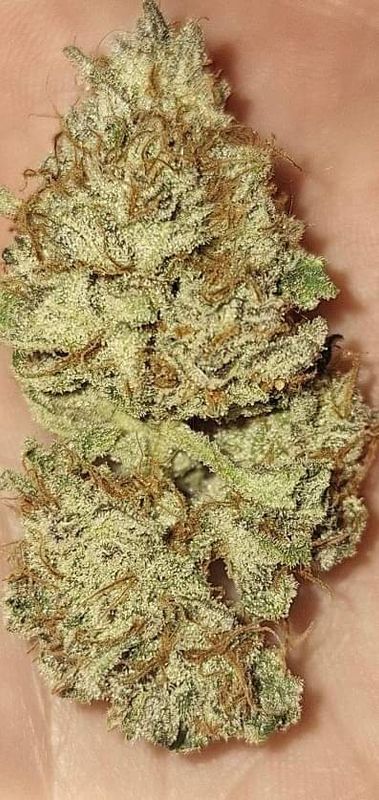 Budget grow pack of mystery seeds 10 pack