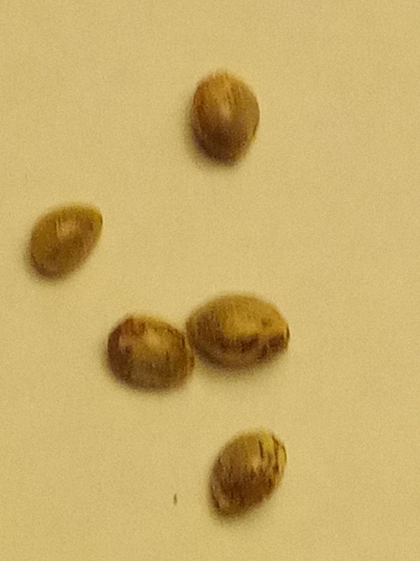Grape ape x peanut butter breathe 10 seeds
