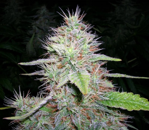 White Rhino