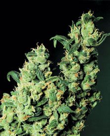 Jack Herer