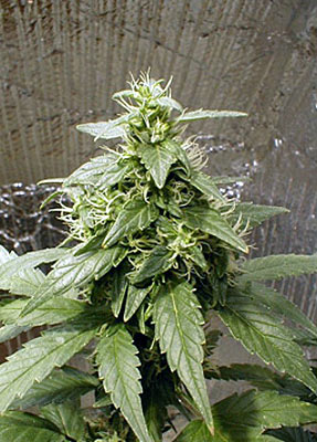 Shiva Shanti #1