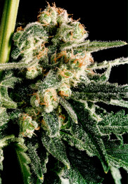 Skunk