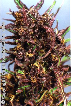 Purple High