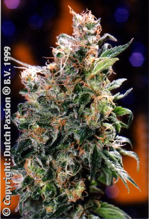 Cali-O: California Orange