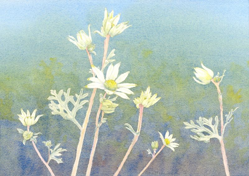 Rest merry – flannel flowers (2025)