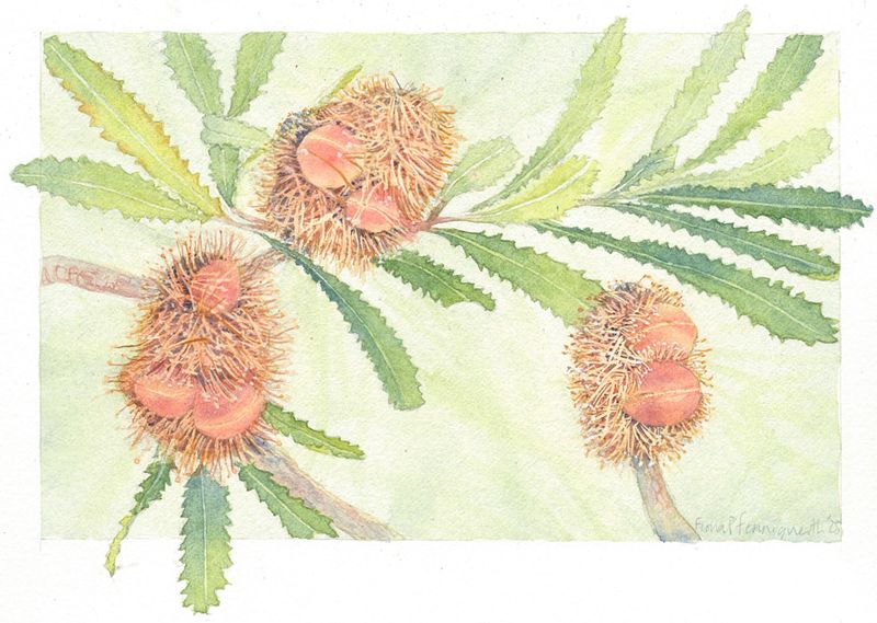 Christ the Word – banksias (2025)