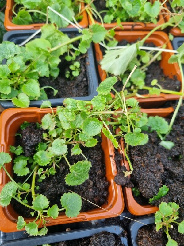 Large plug plants x 4