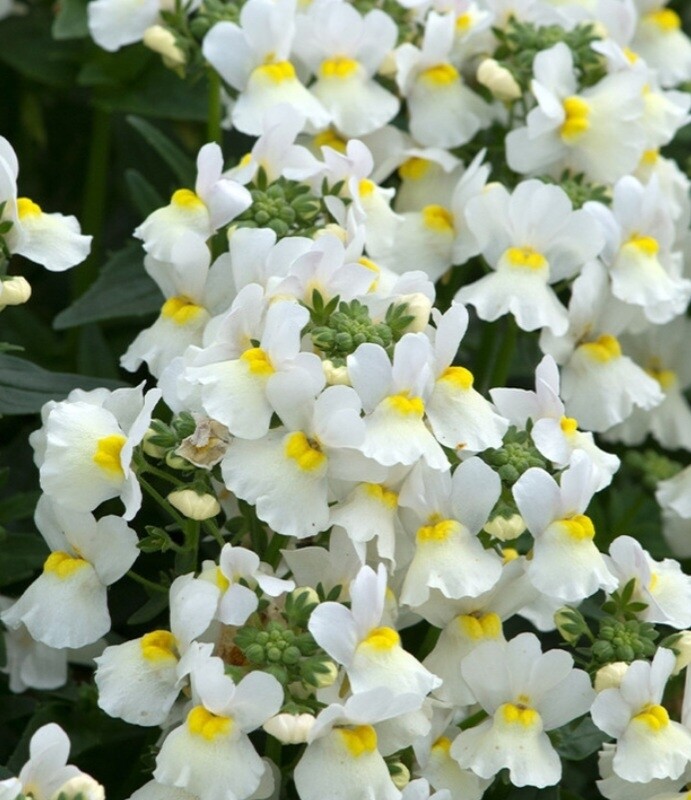 Plug plants for outside 