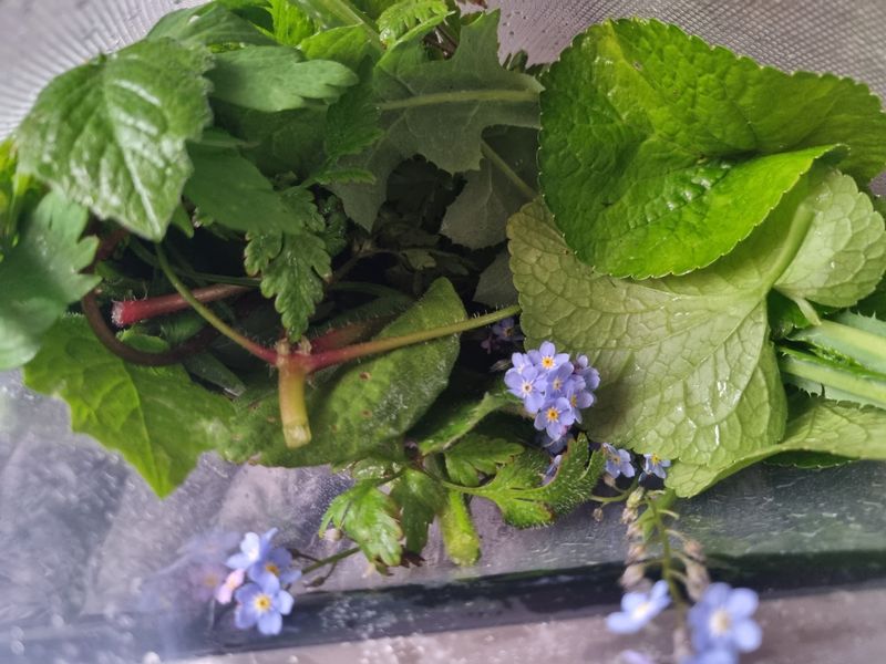 Fresh picked weeds and seasonal flowers 250g