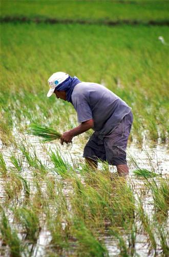 Cosecha de arroz - Guadalupe