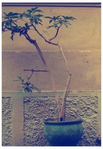 Flora