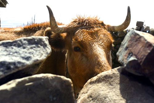 Toro boliviano