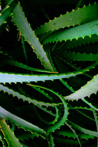 La selva en su laberinto